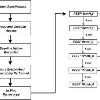 Experimental timeline: Following instrumentation, lung injury, and ...