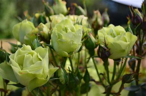 Green with Envy — Rob Somerfield Roses