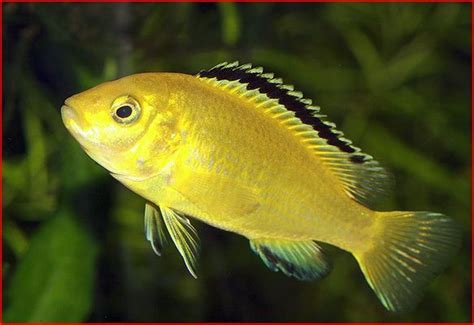 Breeding Yellow Lab Cichlids - Breeding Mania