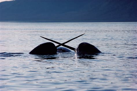 Narwhals Ocean Science, Save The Whales, Save Our Oceans, Baffin, Nunavut, Cetacean, Kayak Trip ...