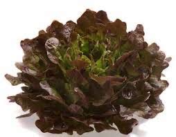 Oak leaf Lettuce – The Fruit Basket Shop