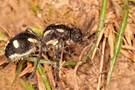 Mutillidae | Beetles In The Bush