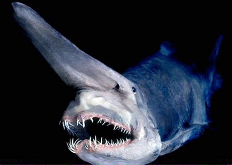 10 terrifying sharks that will make you fear the ocean forever