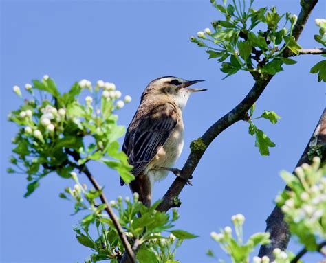 Sedge Warbler - Taken at Titchmarsh Nature Reserve, Aldwin… | Flickr