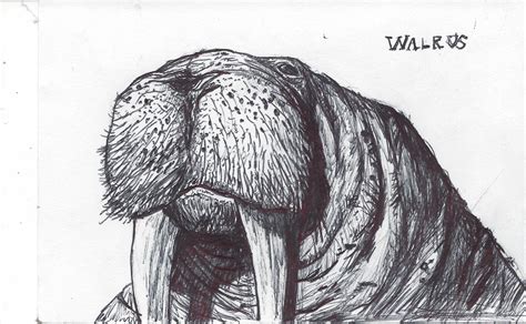 walrus | Concept art, Art, Concept art characters