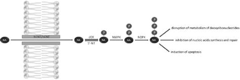 Metabolism and mechanisms of action of nucleoside analogues. NA:... | Download Scientific Diagram