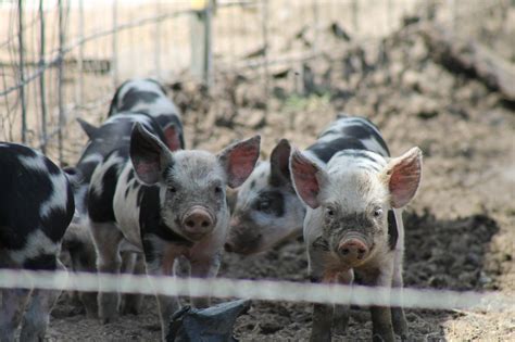 12 Tips on How to Raise Pigs for Meat | Melissa K. Norris