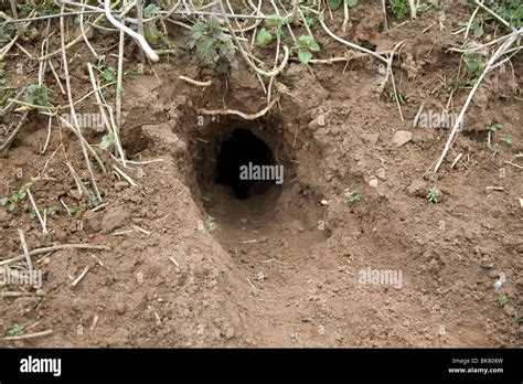 Entrance hole to rabbit warren Stock Photo - Alamy