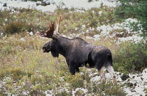 Where to View Wildlife Northern Ontario | Northern Ontario Travel