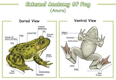 External anatomy of frog 21450269 Vector Art at Vecteezy