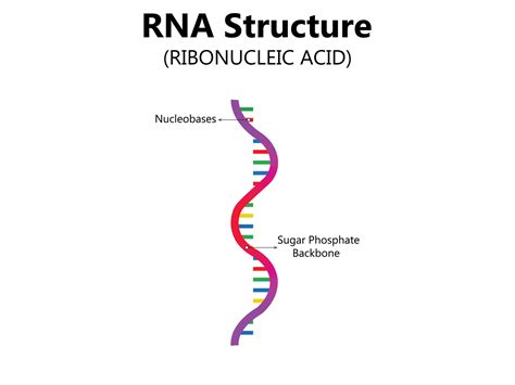 RNA Ribonucleic acid. Structural formula of adenine, cytosine, guanine and uracil. Vector ...