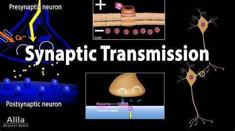 Nerve Synapse Animation