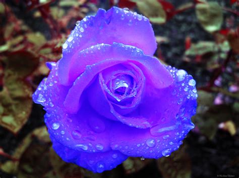 30 Beautiful and Romantic Pictures Of Rose Flower – EntertainmentMesh