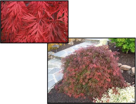 ORANGEOLA JAPANESE MAPLE – Hinsdale Nurseries – Welcome to Hinsdale ...