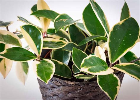 Propagating Hoya: A Comprehensive Guide to Wax Plants - Minneopa Orchards