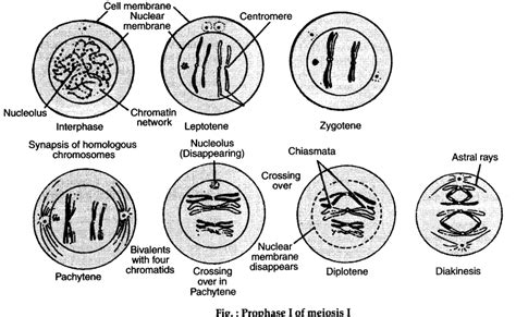 Describe prophase - dopranking