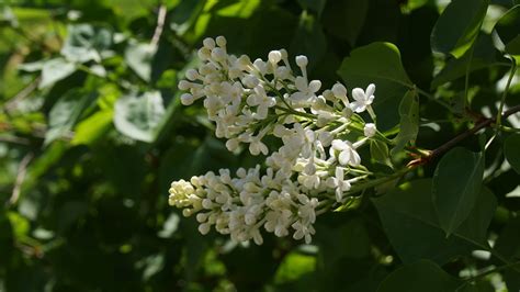 Lilac Ornamental Shrub White - Free photo on Pixabay - Pixabay