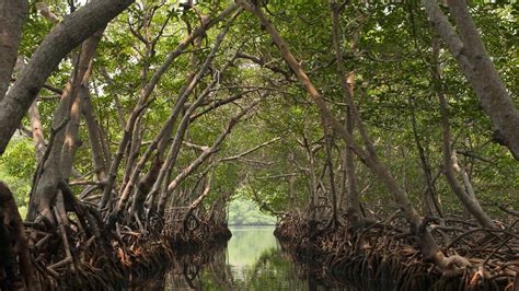 Taking time to appreciate our Mangrove Forests