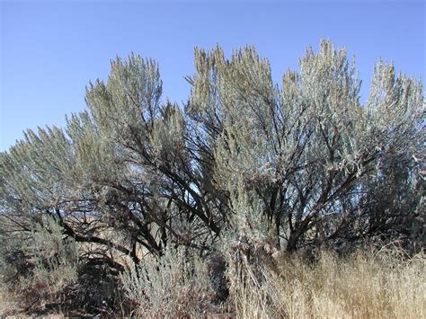 Plants of the Oregon High Desert - A Mountain Hearth