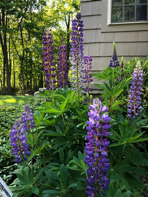 How to harvest lupine seeds - grow your own lupine from seed - JAYNE'S ...