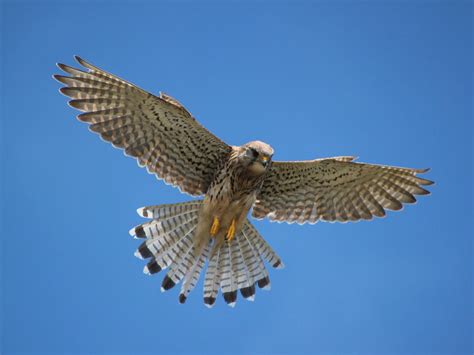 Kestrel Hovering: A Complete Guide | Birdfact