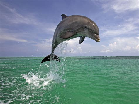 Dolphin | Amazing Fish Interesting Facts & Photos | Animals Lover