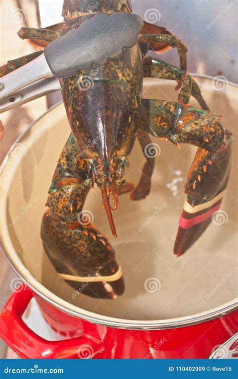 Large,live Lobster Being Droped into Red Lobster Steaming Pot Stock ...