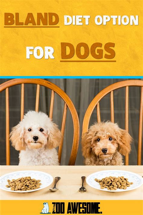 Bland Diet Option For Dogs (WHAT YOU NEED TO KNOW)| ZooAwesome