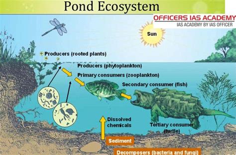 Labeled Diagram Of An Ecosystem 105 Pond Ecosystem Drawing - Bank2home.com