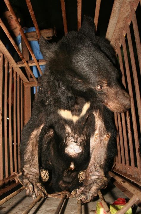 Bear Bile Farming - China - ESDAW