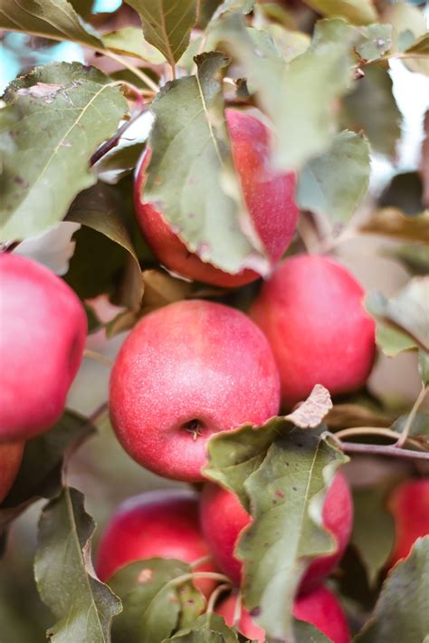 Pink Lady apple harvest - thankfifi