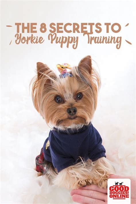 Yorkie Puppy Training, Puppy Potty Training Tips, House Training Puppies, Dog Training, Toilet ...