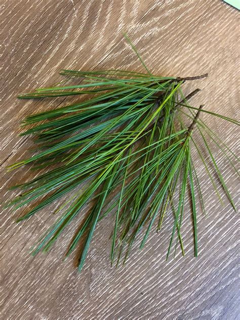 1/4 Pound Fresh Organic Eastern White Pine Needles - Etsy Israel