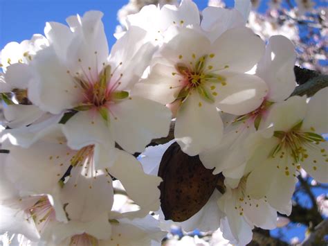 Flowering Almond Tree - one of many in our gardens. | Almond blossom, Claret, Blossom