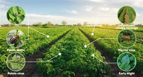 Remote Sensing in Agriculture🔭