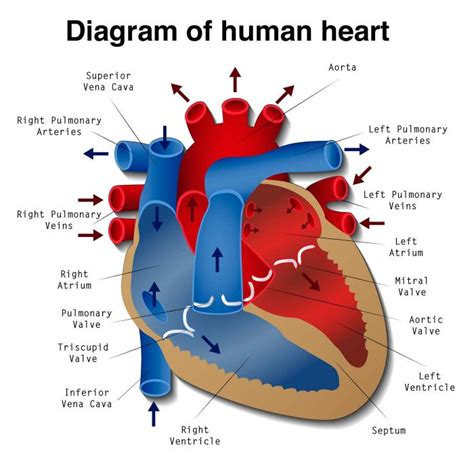 What is Heart Block? - Medical News Today