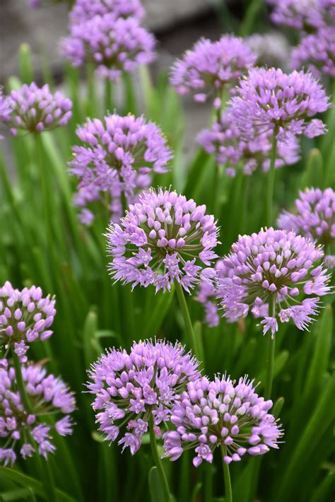 Allium-Summer Beauty 1C | Country Arbors Nursery