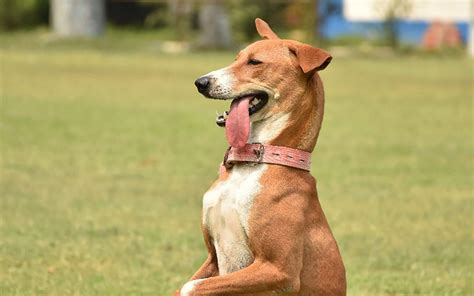 Stray mongrel beats pedigrees to become elite Indian sniffer dog