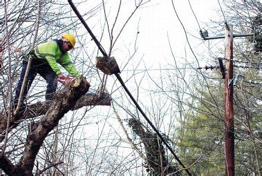 Tree Trimming Around Power Lines - Good Guys Tree Service - Tree Trimming Austin