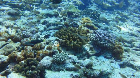 Nursing Indian Ocean coral reefs back to life | Environment| All topics ...