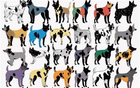 The Range of Australian Cattle Dog Colors Explained - Dogsintl