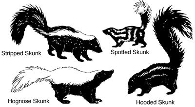 Controlling Skunks In New Mexico | New Mexico State University - BE BOLD. Shape the Future.