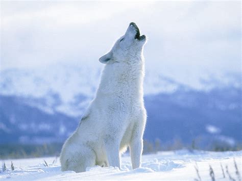 Arctic Wolf - Pictures, Diet, Breeding, Life Cycle, Facts, Habitat ...