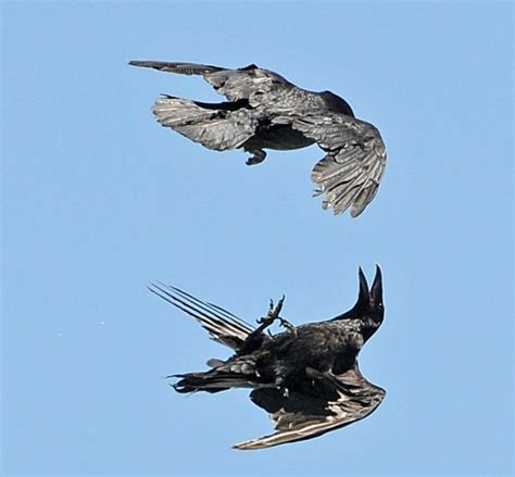 Common Raven flying upside down | Jays, Magpies and Crows | Birds | Bob Armstrong's Photos ...