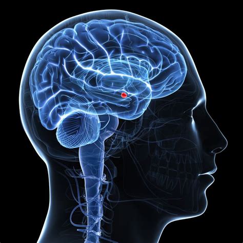 Amygdala's Location and Function