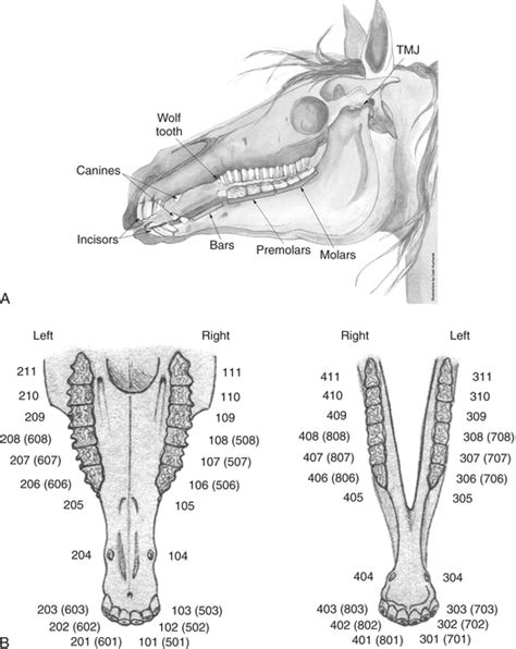 Horse Teeth Anatomy - Anatomy Reading Source