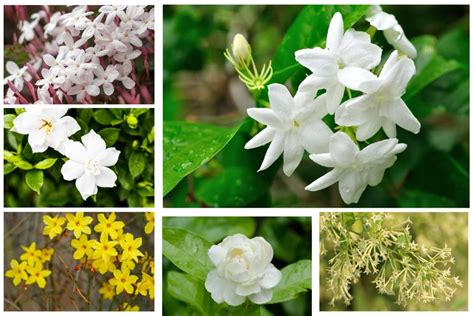 Jasmine Flower Plant