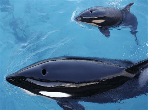 Orca famous for carrying its dead calf for 17 days…