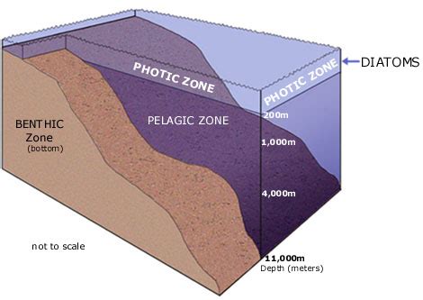 CalSpace/SIO/Earthguide-Diatoms-Where they live-California Current