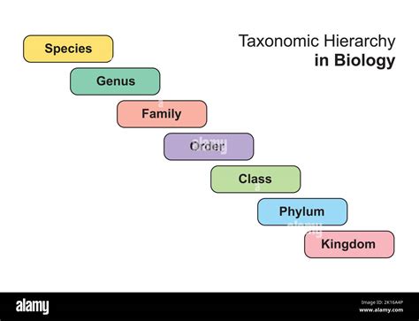 Simple Designing of Taxonomy Hierarchy in Biology. Vector Illustration Stock Vector Image & Art ...